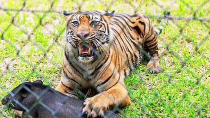 Poslední tygři sumaterští